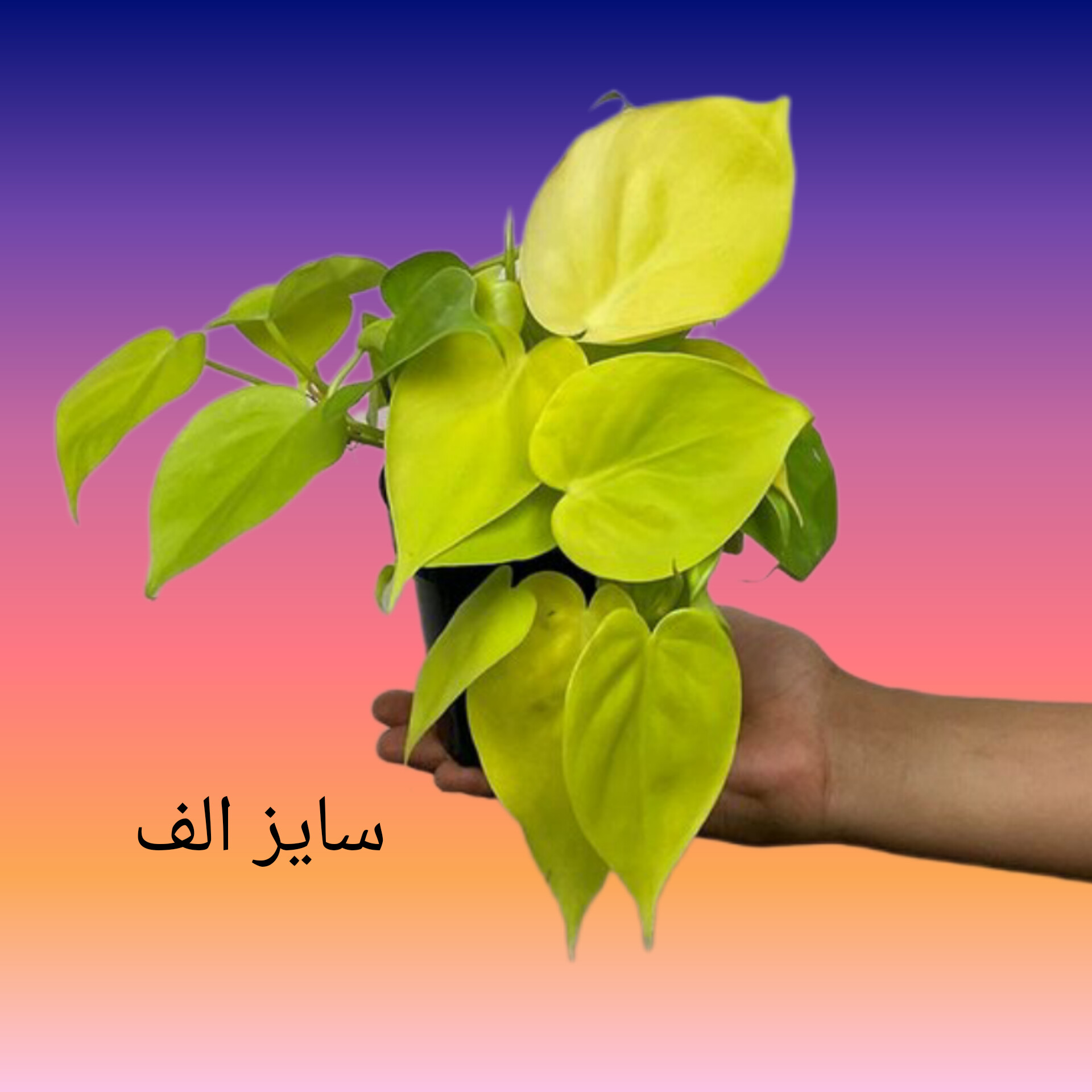 پتوس قلبی (۵۲۲)